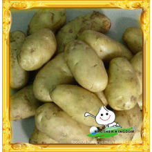 Fresh potato/Fresh potato china/Fresh potato supplier